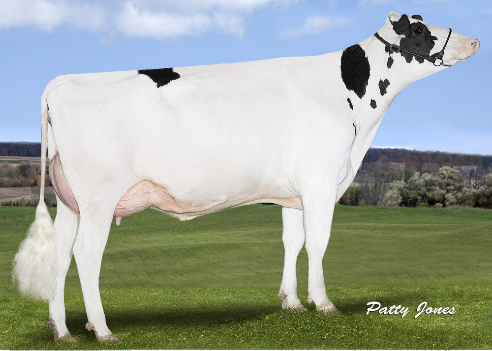 Stantons McCutchen 1174 Agree, dam of ARCHER P