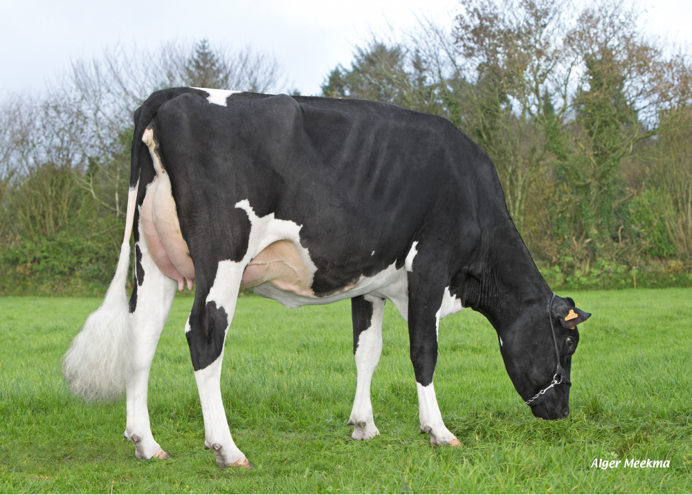 Nana P ETL - Sire: Archer P
Prop: EARL Riou. Loc Eguiner (Fr.)