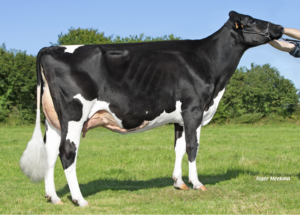 Nana P ETL - Sire: Archer P
Prop: EARL Riou. Loc Eguiner (Fr.)