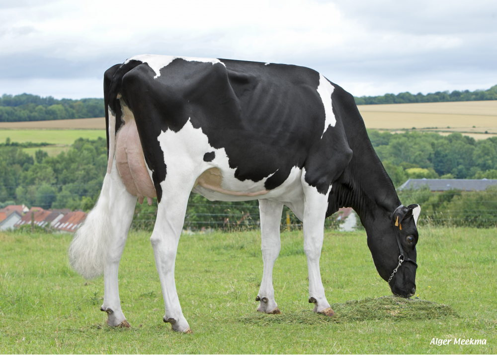 Nuitee-JFT - Sire: Jenesis
Prop: EARL des 4 Chemins. Berteaucourt les Dame (Fr.)