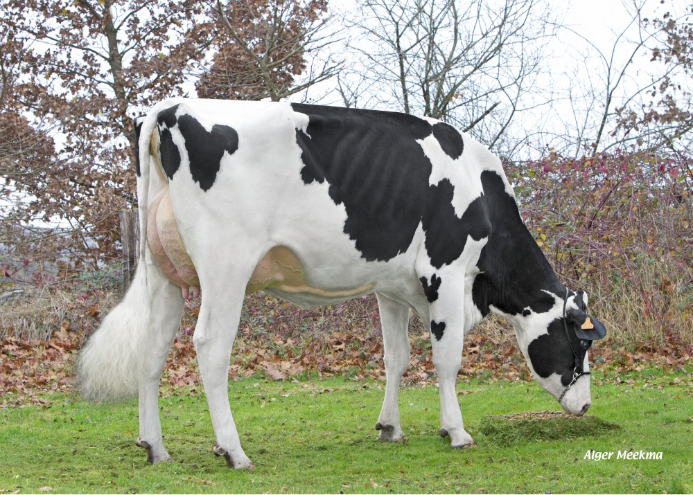 2124 hija de JEIRAKI - GAEC de la Foiterie. Rehainviller (Fr.)