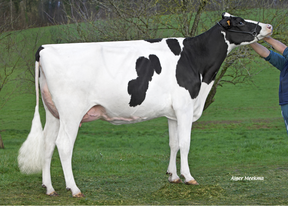 Magie GD, hija de JEIRAKI - G. Delahaut. Neuville les This (Fr.)