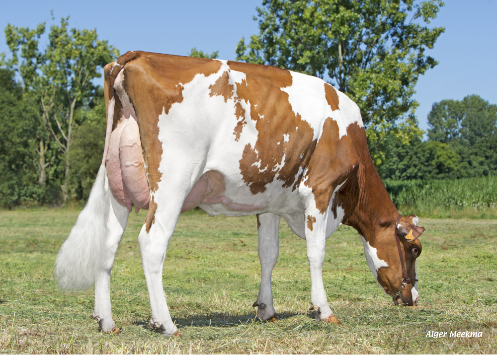 Noelle-Red, hija de LIGHT RED - EARL Elevage Gallais Jean-Yves. Le Rheu (Fr.)