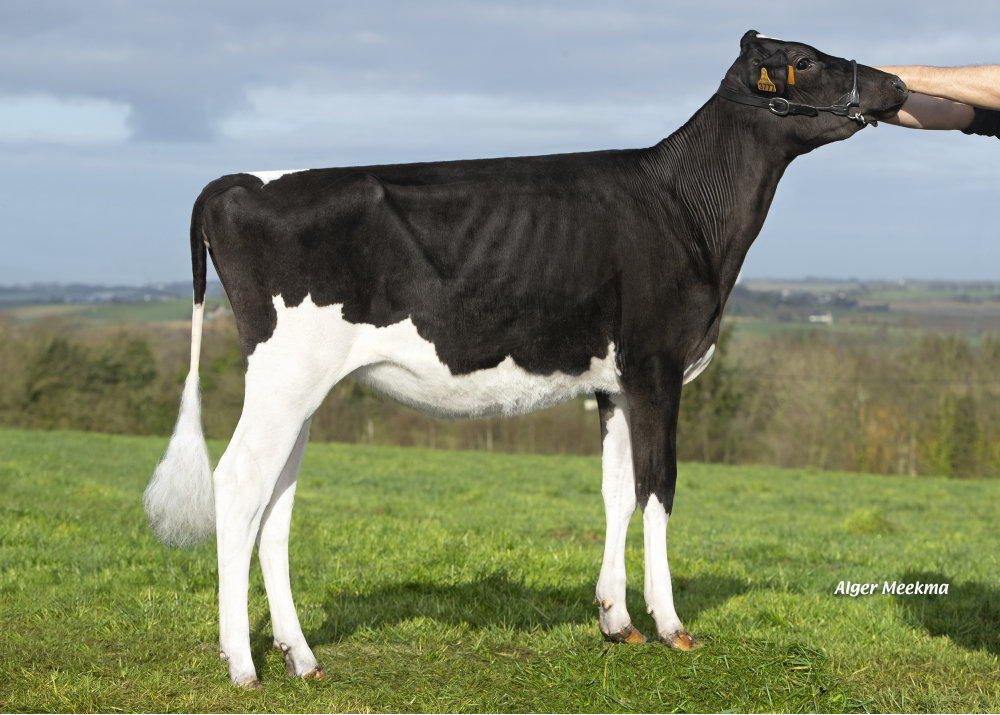 Rêve ETL, daughter of OKEN - Owner: EARL Riou. Loc Eguiner (Fr.)