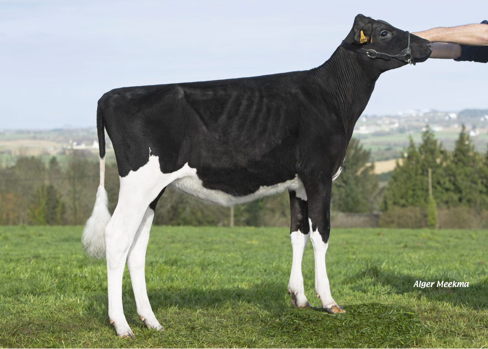 Roxy P ETL, daughter of OKEN - Owner: EARL Riou. Loc Eguiner (Fr.)