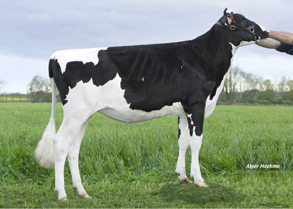 Rocamadour, daughter of OKEN - Owner: EARL Elevage Gallais. Le Rheu (Fr.)