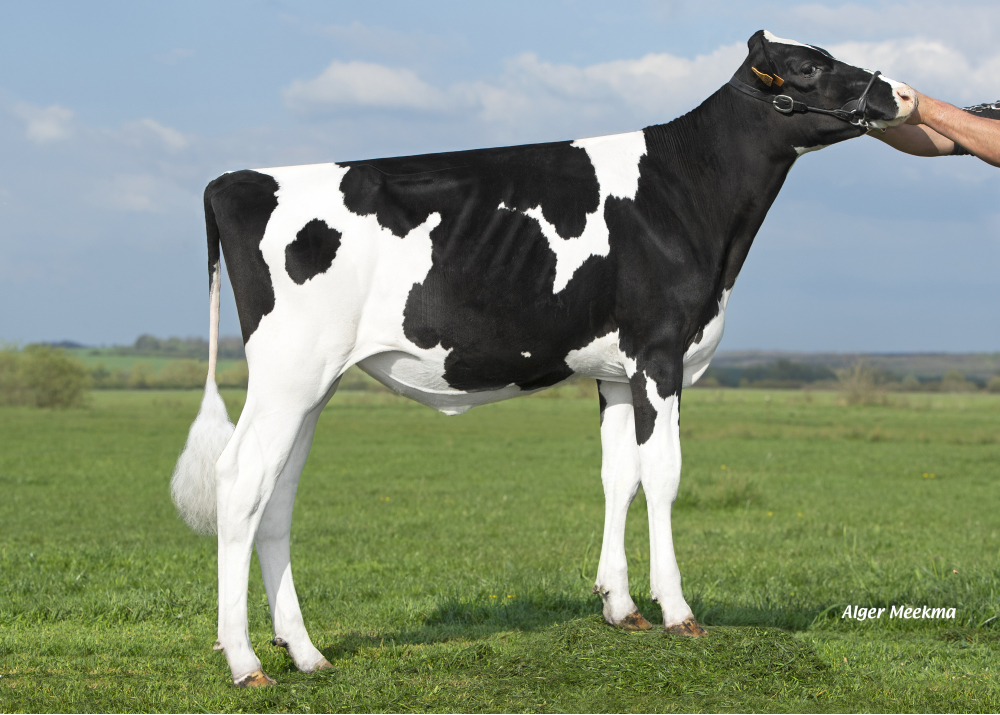 Roceanie, daughter of OKEN - Owner: GAEC de la Foiterie. Rehainviller (Fr.)