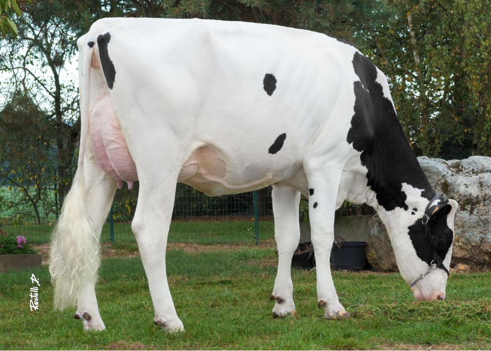 Majestic, dam of OKEN - Owner : Gaec Auguste. Dampierre-Sous-Brou (Fr.)