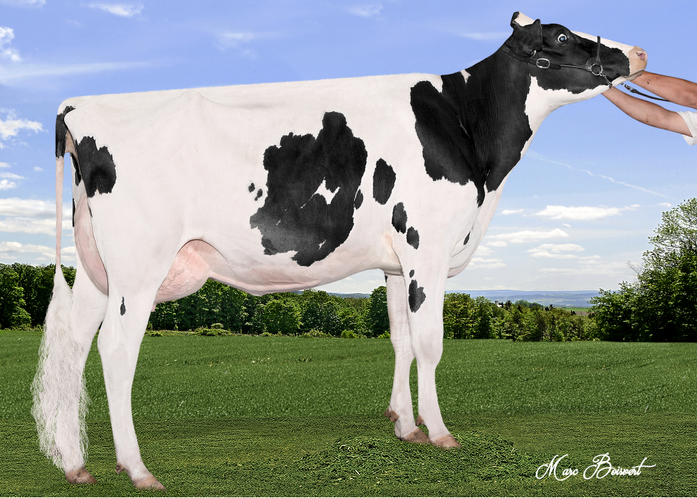 Josey-LLC Uno Sangaria-ET, dam of SKYLAR RED
