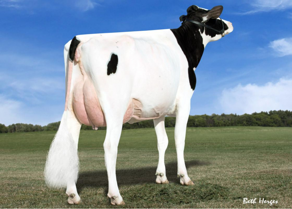 Des-Y-Gen Planet Silk, Grand-Mother of SKYLAR RED