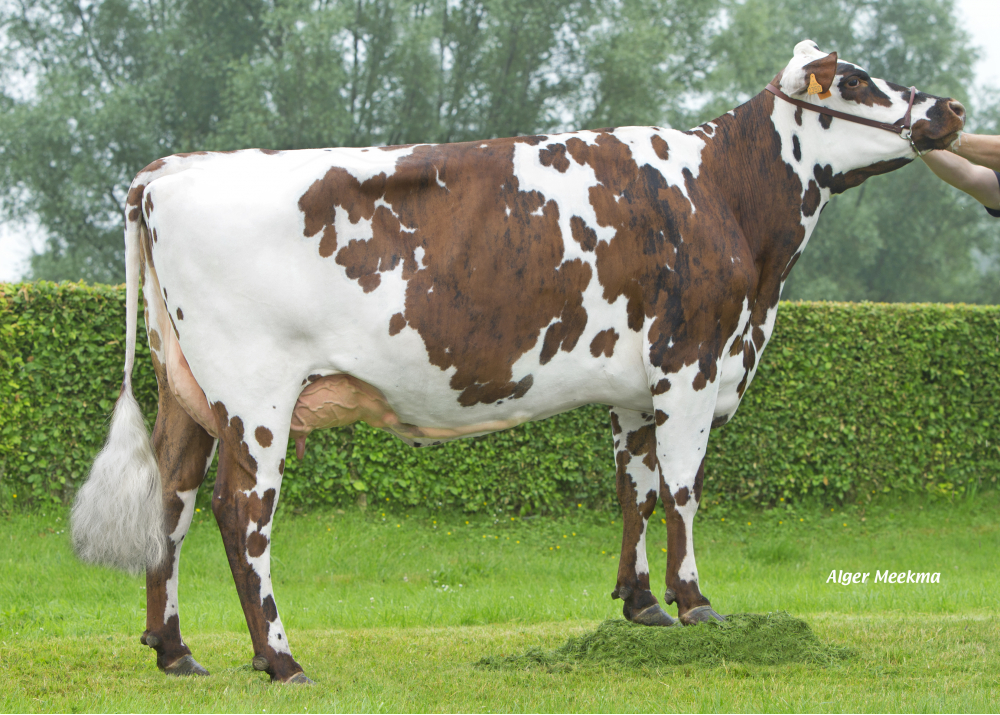 Julietta, mère de NYLS - Prop: GAEC Verraes. Bailleul Neuville (Fr.)