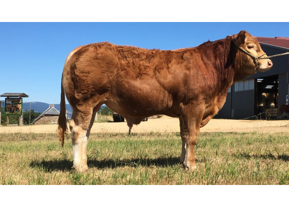 Son of MAGNUM PGD - Owner: GAEC MONTAIGUT (15)
