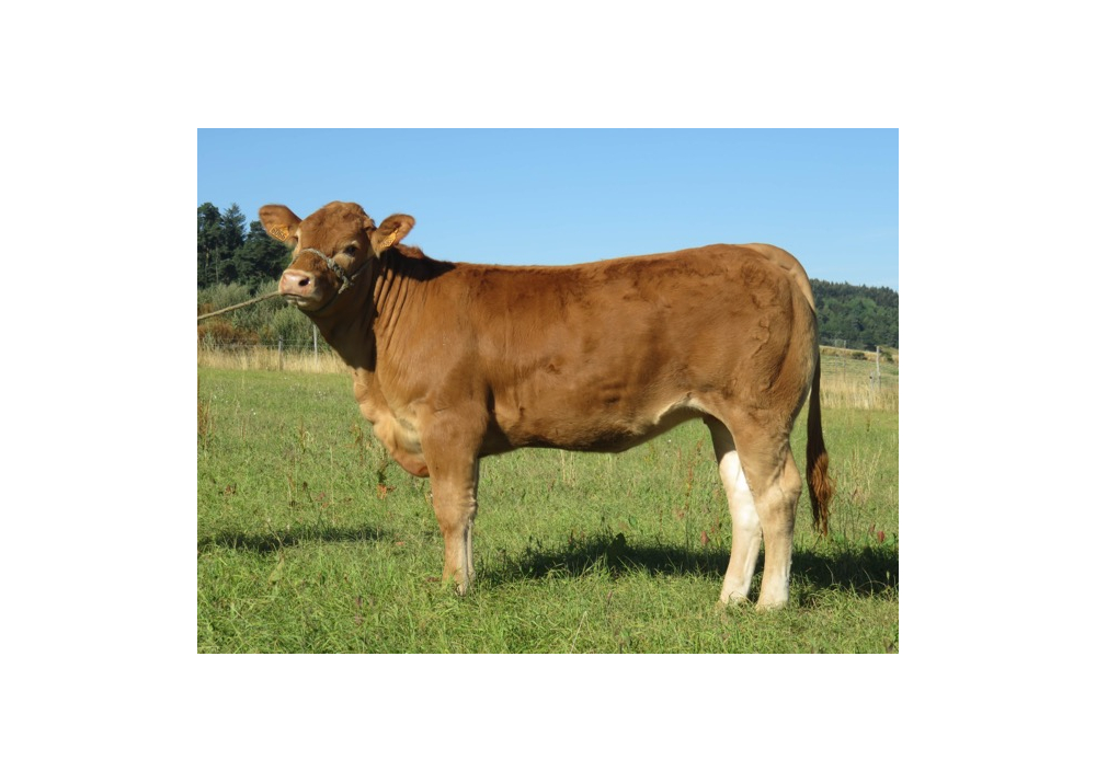 Daughter of MAGNUM PGD