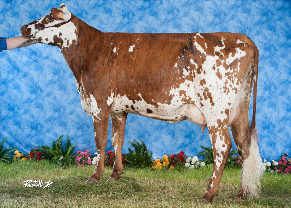 Francesse, madre de HANCARA - EARL de Redderies - Blargies (Fr.)