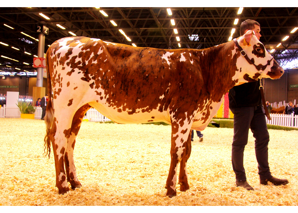 Lasselle, hija de HANCARA - SIMAGENA 2017