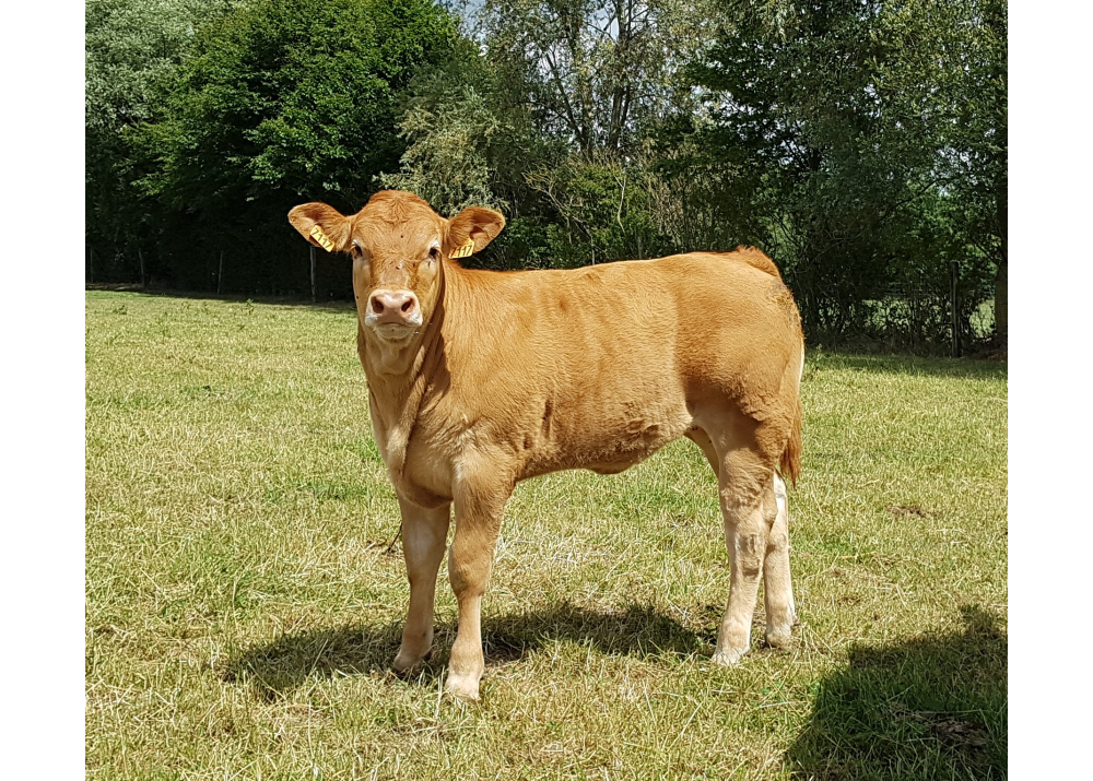 Daughter of MARS PP GD - Owner: GAEC Ferme Forest. Bulion (Fr.)