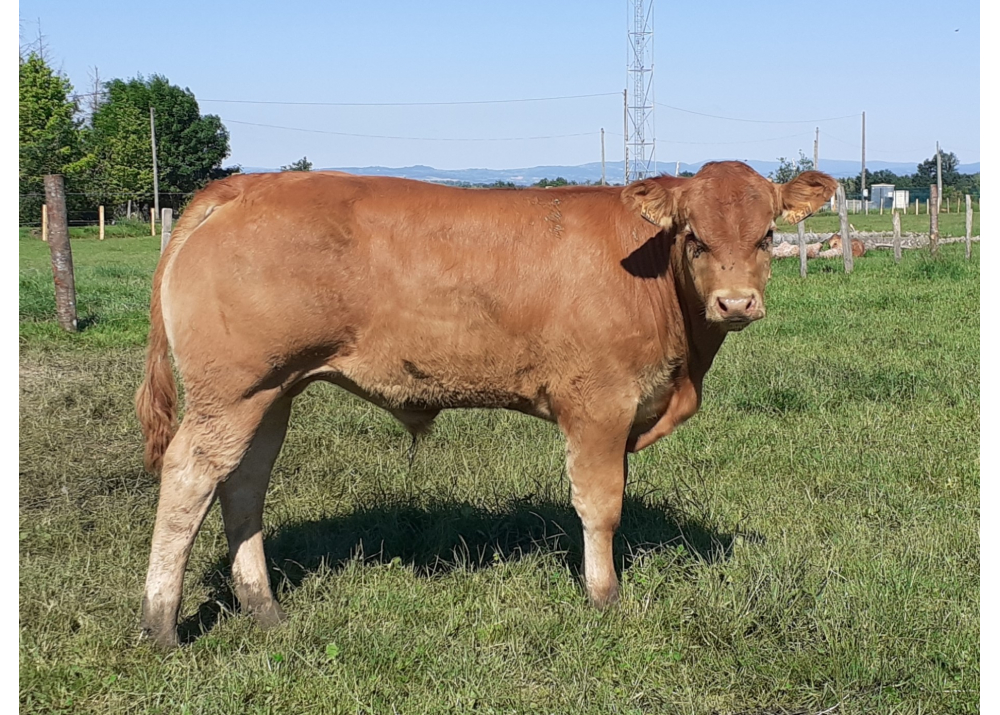 Son of MARS PP GD - Owner: VELLUIRE Pascal (Fr.)