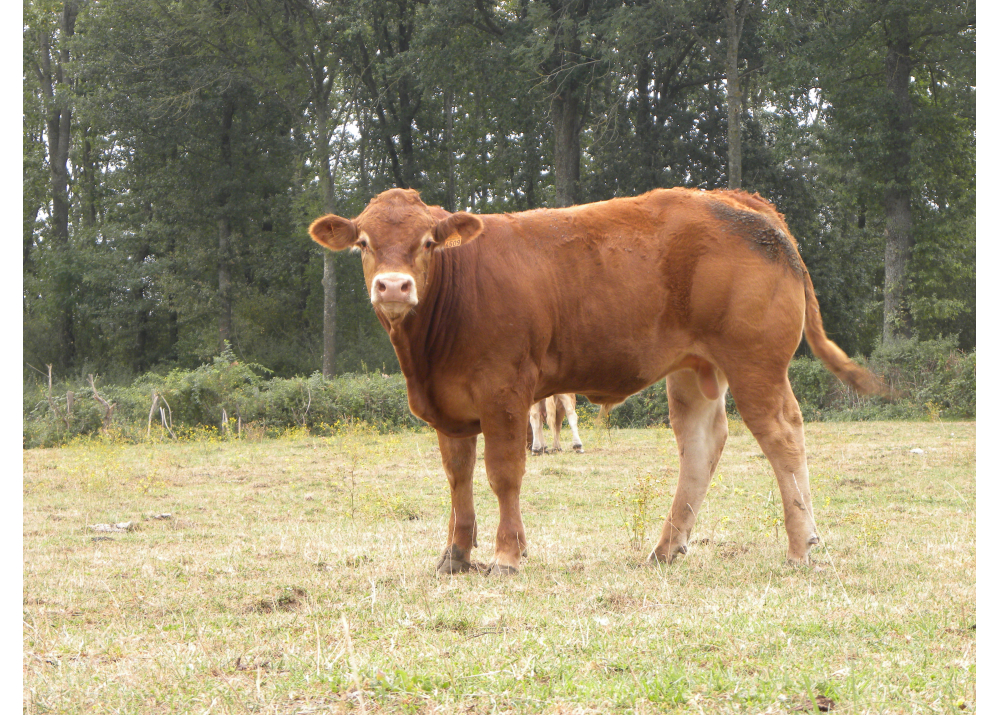 Son of MARS PP GD - Owner: VELLUIRE Pascal (Fr.)