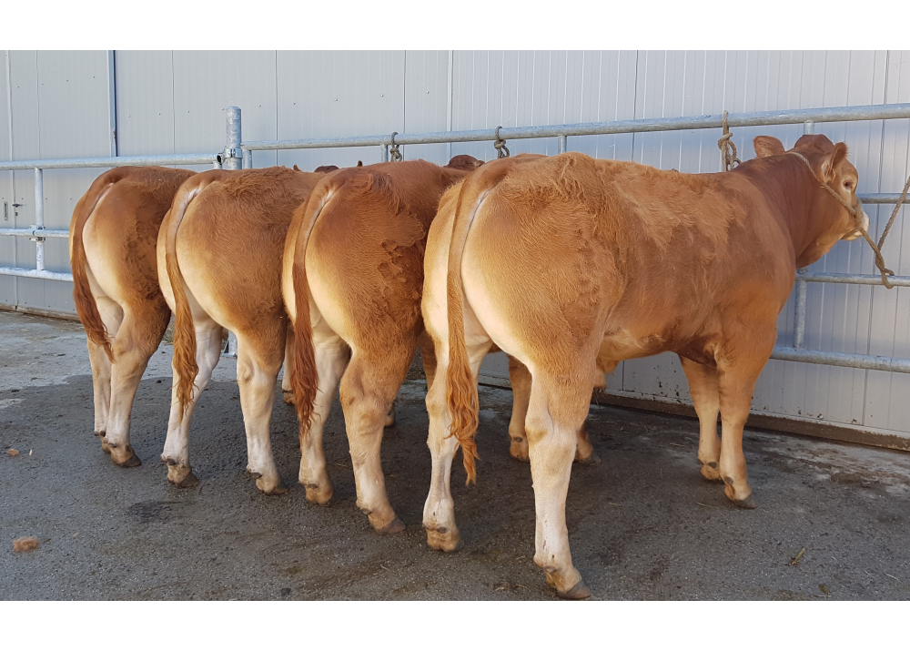 4 sons of HECTOR GD - Owner: GAEC Souvignet (Fr.)