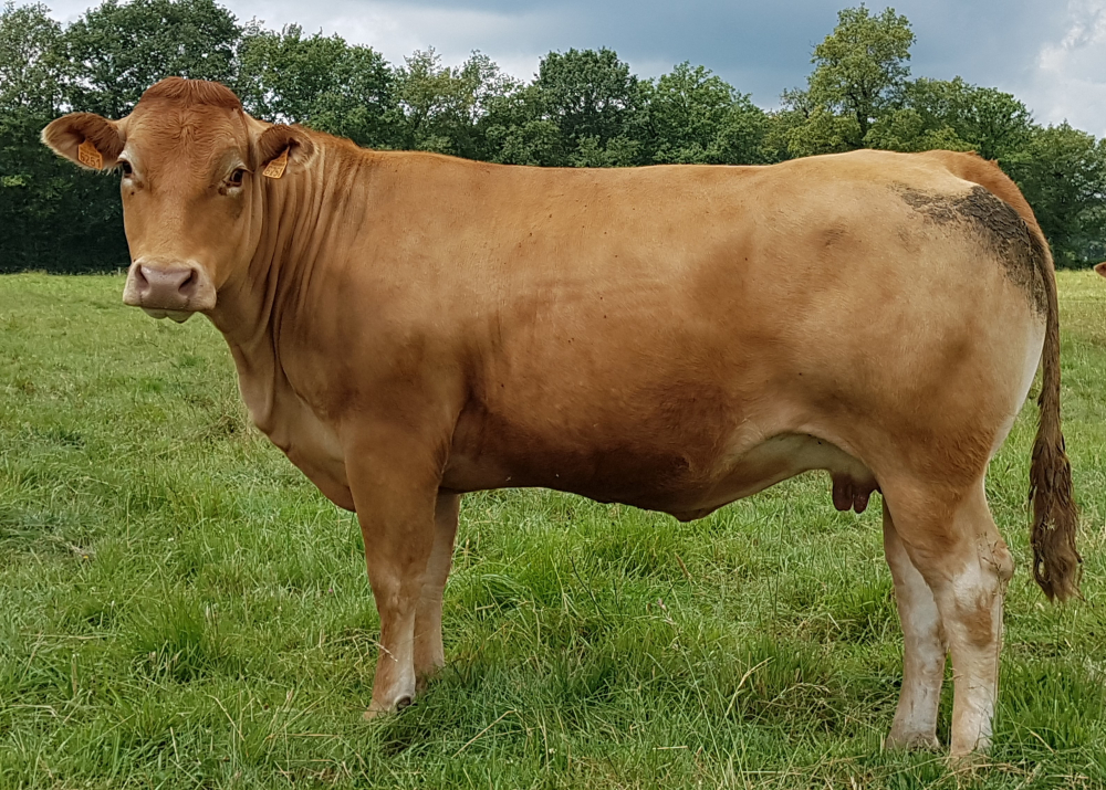 Daughter of HECTOR GD - Owner: GUILLOT-PATUREAU Anthony (Fr.)