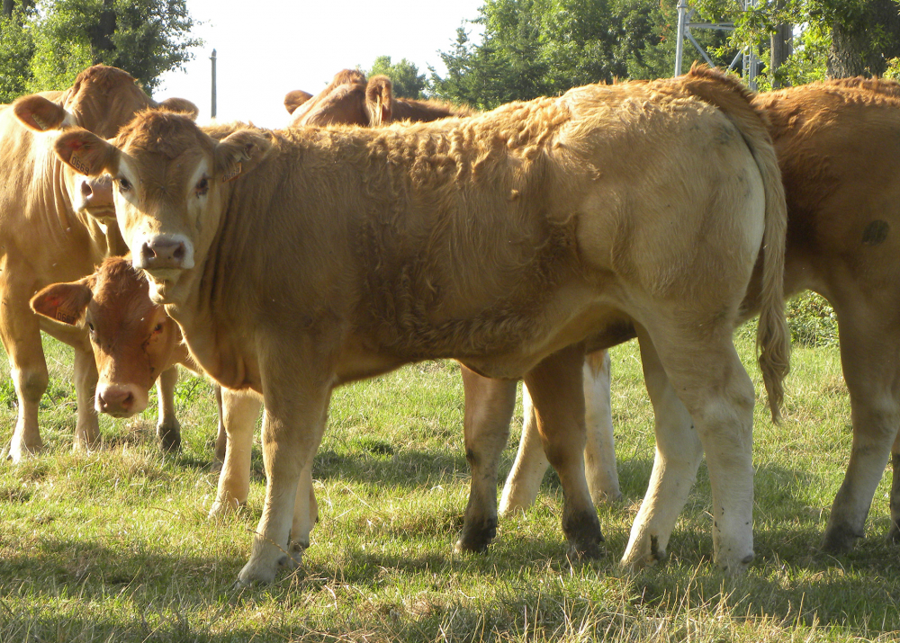 669, daughter of IRISH P - Owner: Pascal Veluire (Fr.)