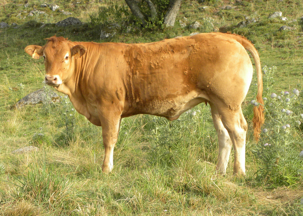 2878, daughter of GAULOI EBA - Owner: GAEC Souvignet (Fr.)