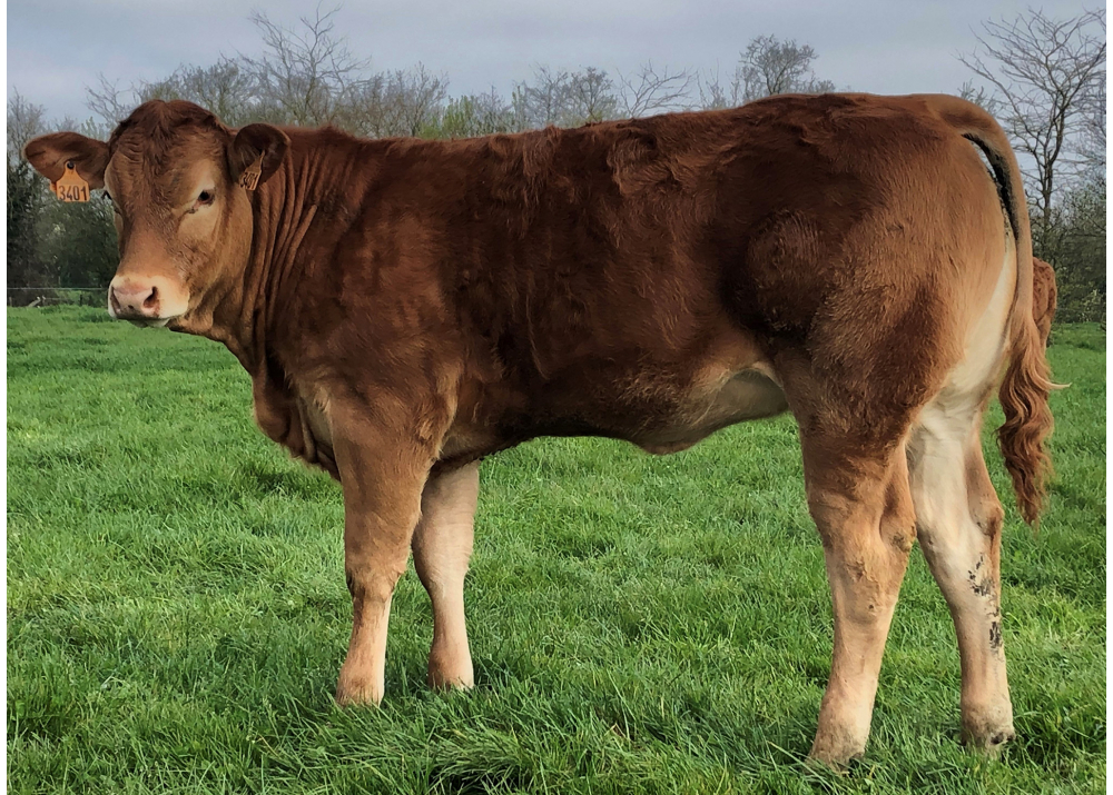 Daughter of GAULOI EBA - Owner: Elevage Chapelain (Fr.)