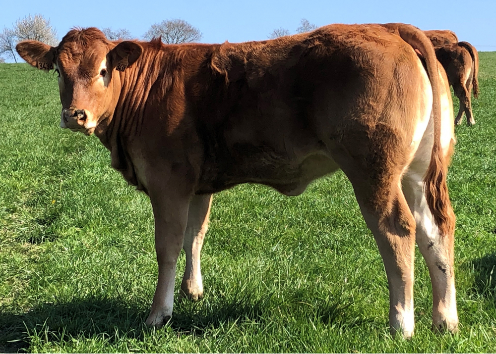 Daughter of GAULOI EBA - Owner: Elevage Chapelain (Fr.)