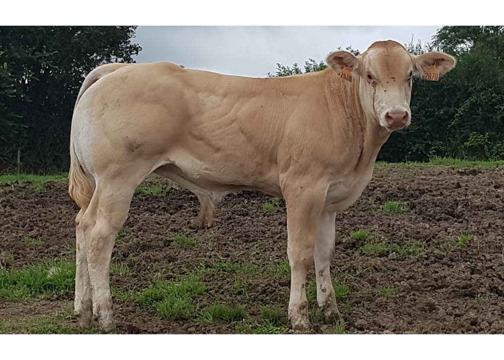 Hijo de NELSON GD, 5 meses - Prop: GAEC Vallée des Blondes (Fr.)