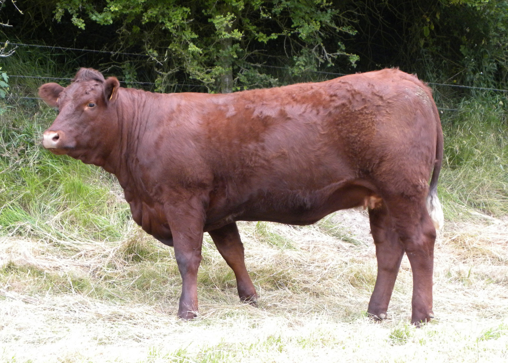 Garderie, daughter of DRUIDE- 21 months