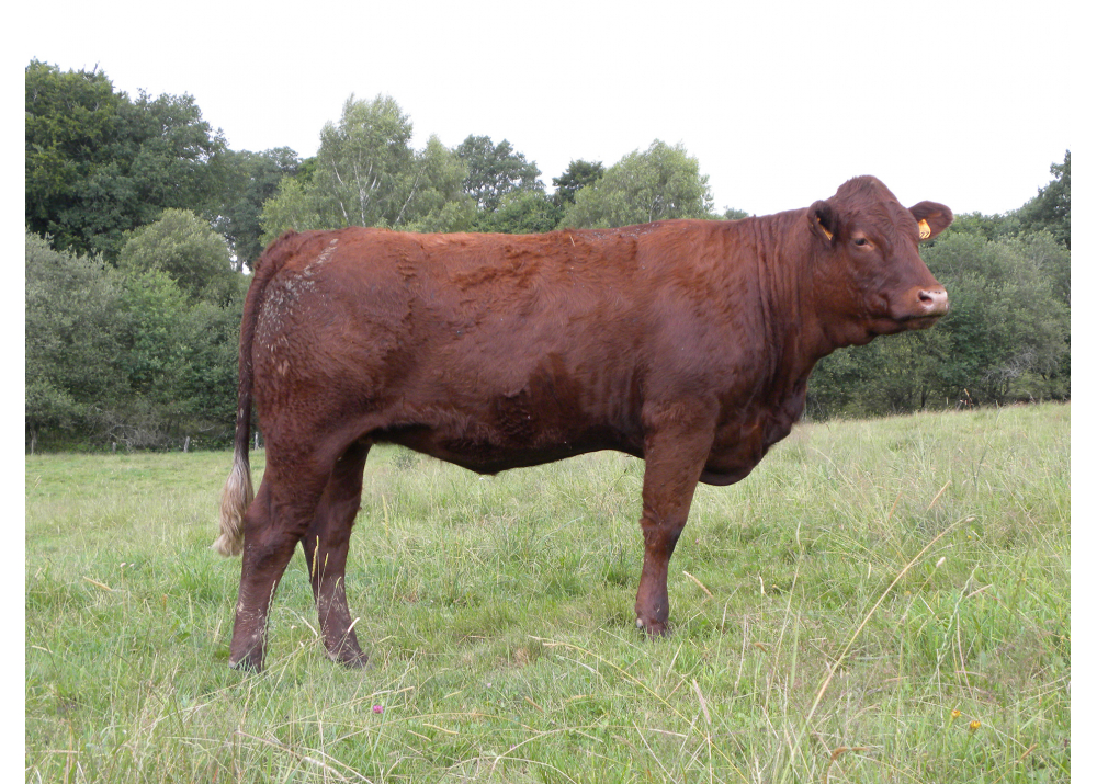 Lison, hija de HUSSAR P GD - 18 meses