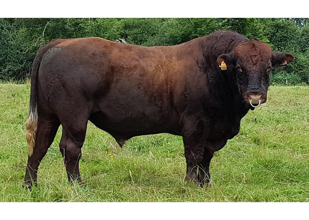 Medoc, hijo de HUSSAR PGD