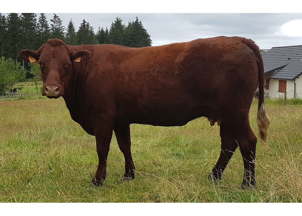 5441 hija de HUSSAR PGD