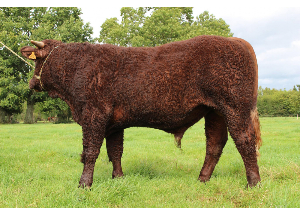 Majestueux, son of JAURIS GD - Owner: François GUIMERA (Fr.)