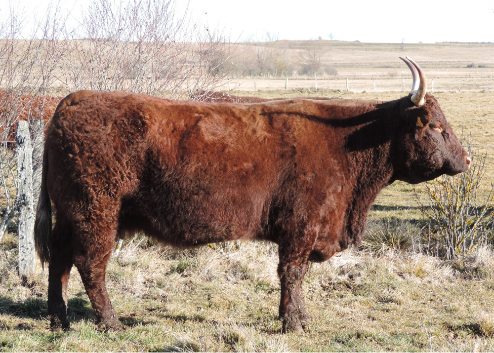 Galice, dam of JAURIS GD