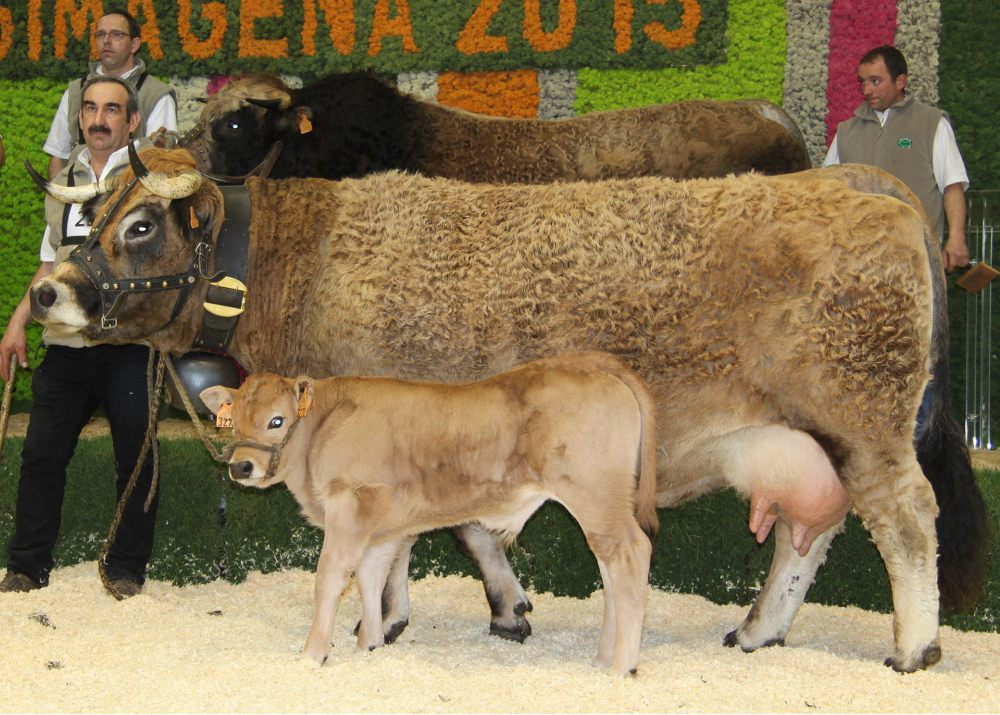 Usclade, dam of IMPERIALGD