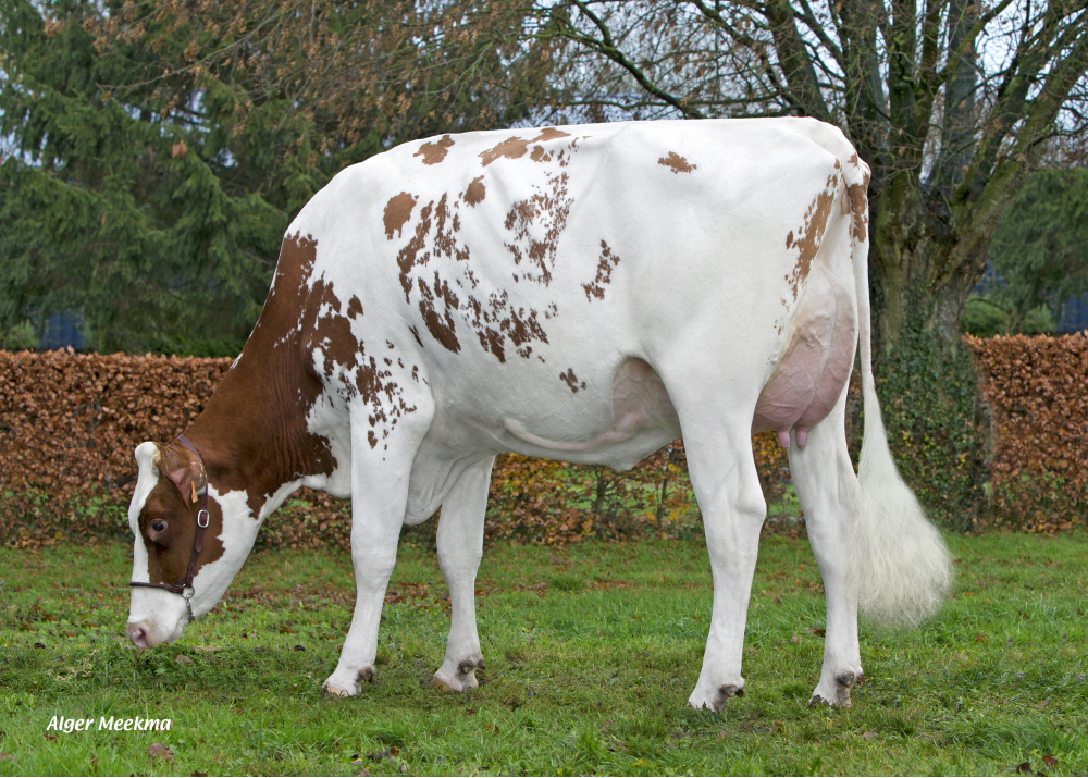 Myrtille, dam of OPAL RED P - Owner: GAEC Standaert. Laboissiere Saint Martin (Fr.)