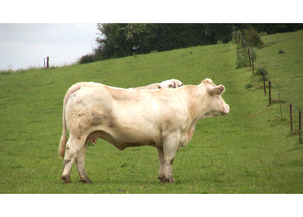 Extra, daughter of AZELIER