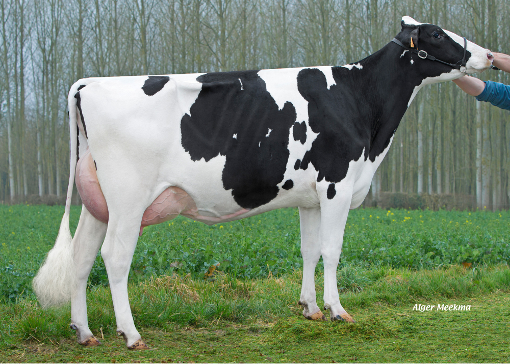 Innocence, fille de GIBSONS - Prop: SCL de la Voyette Mulot. Valines (Fr.)
