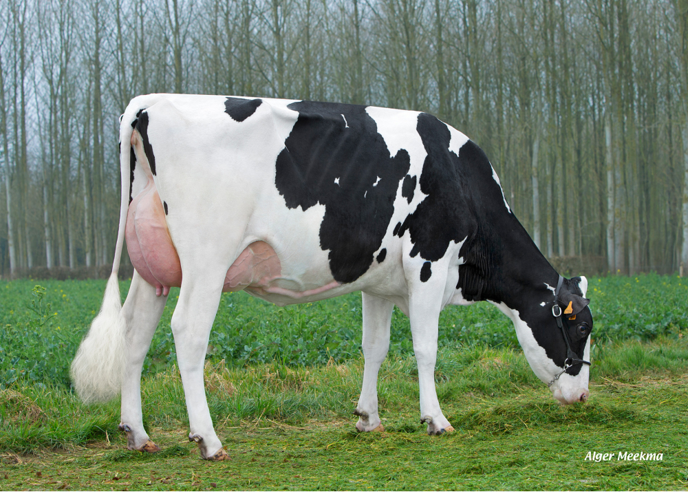 Innocence, fille de GIBSONS - Prop: SCL de la Voyette Mulot. Valines (Fr.)