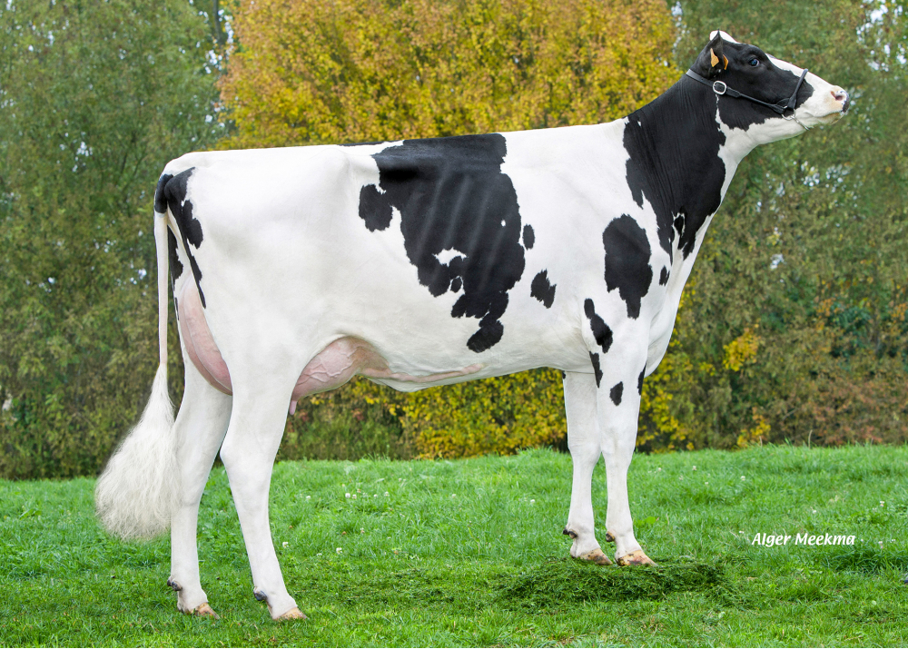 Jupiter, fille de GIBSONS - Prop: GAEC le Manoir. Saint Maurice des Noues (Fr.)