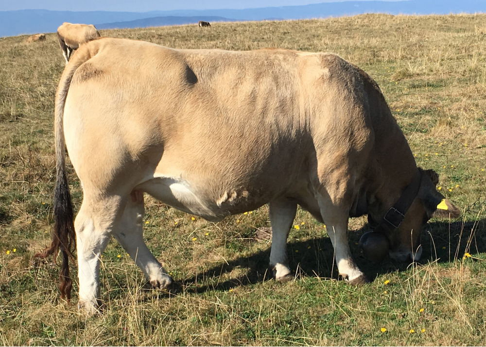Daughter of HELVETIQUE - 30 months - Owner: Desbiolles  Breeding (Switzerland)