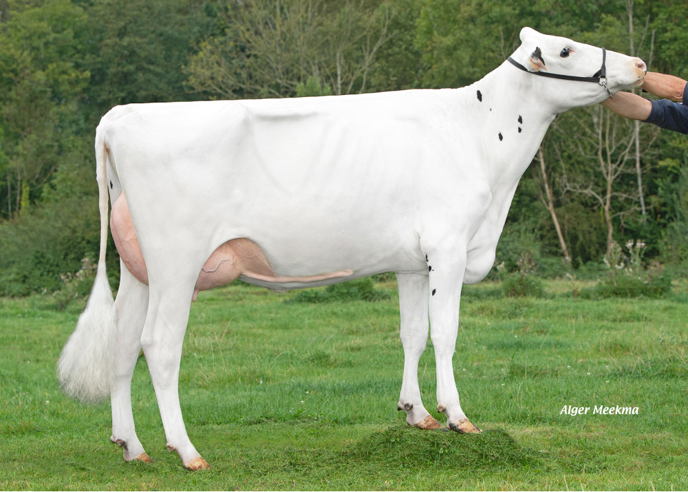 Pyneige - Daughter of NAGANO P - Owner: EARL de Bagatelle. Thenorgues (Fr)
