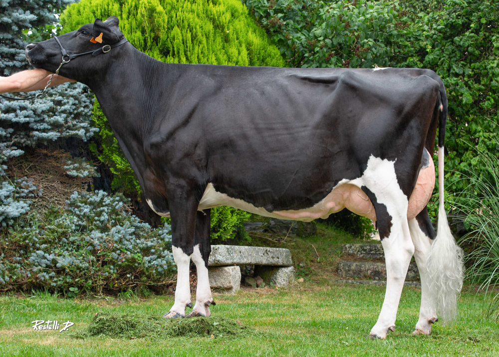 BTS-Malaga, dam of OMNAST HP - Owner: Hervé Pavard. Neauphe-Sous-Essai (Fr)