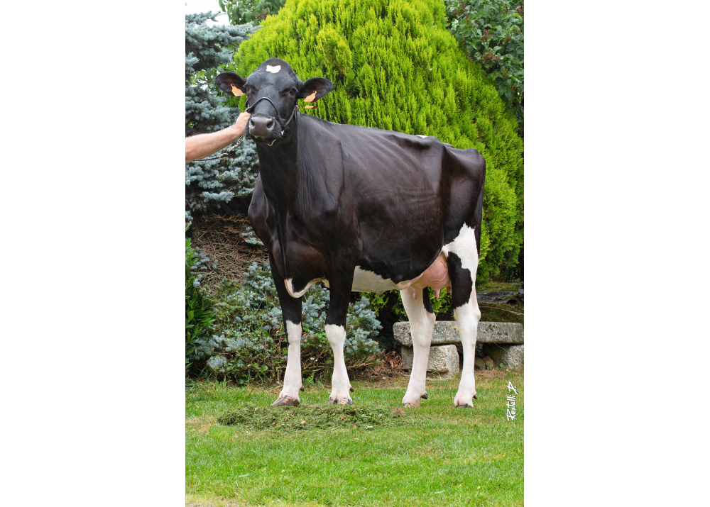 BTS-Malaga, dam of OMNAST HP - Owner: Hervé Pavard. Neauphe-Sous-Essai (Fr)