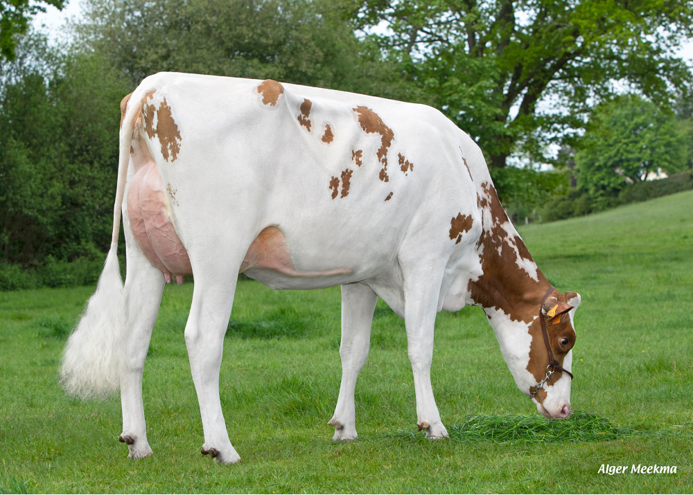Omie Red, fille de MATT RF - Prop : GAEC de la Chapelle. Gondelain (Fr.)