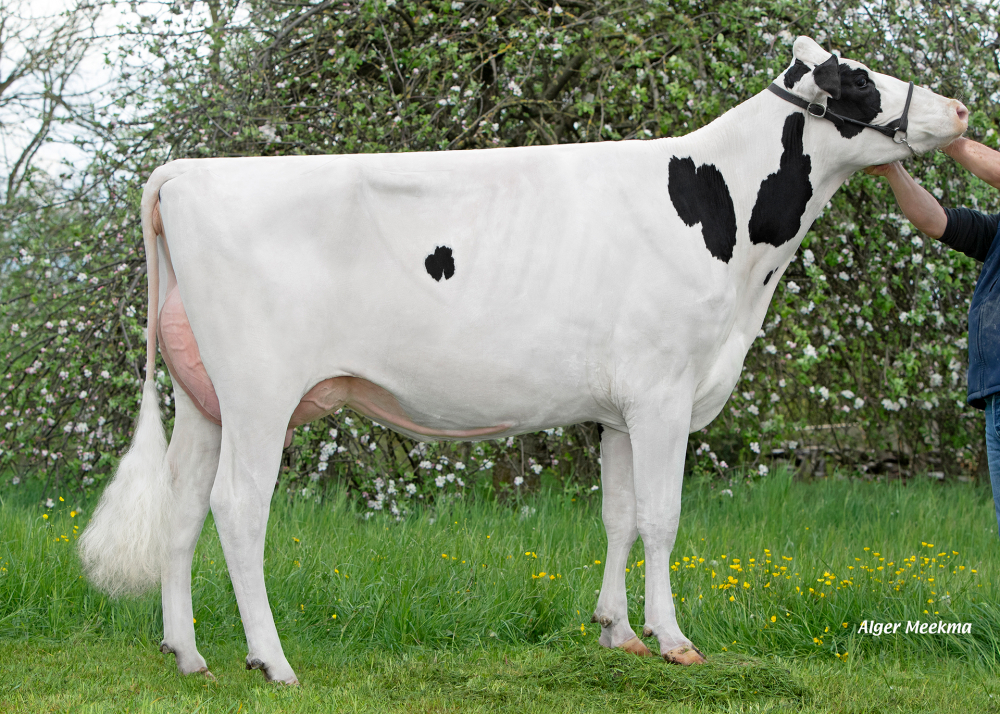 Ouate, fille de MATT RF - Prop: GAEC de la Pierre. Coincourt (Fr.)