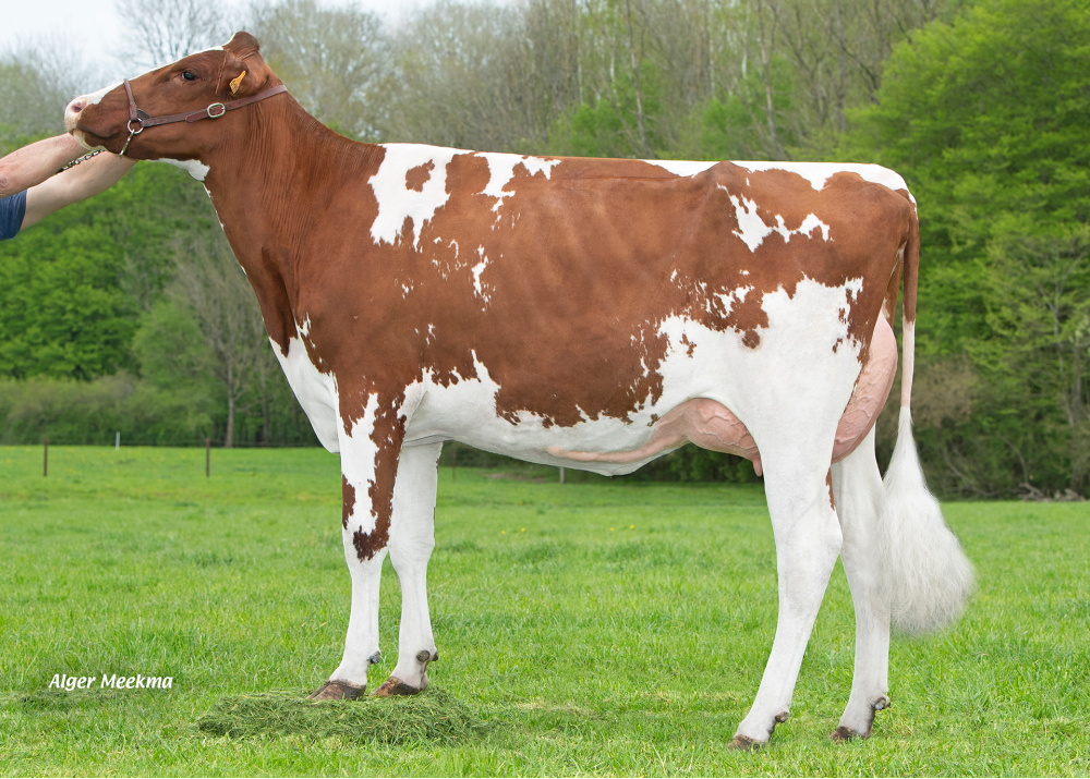 Pretty Red, fille de MATT RF - Prop : EARL Bagatelle. Thenorgues (Fr.)