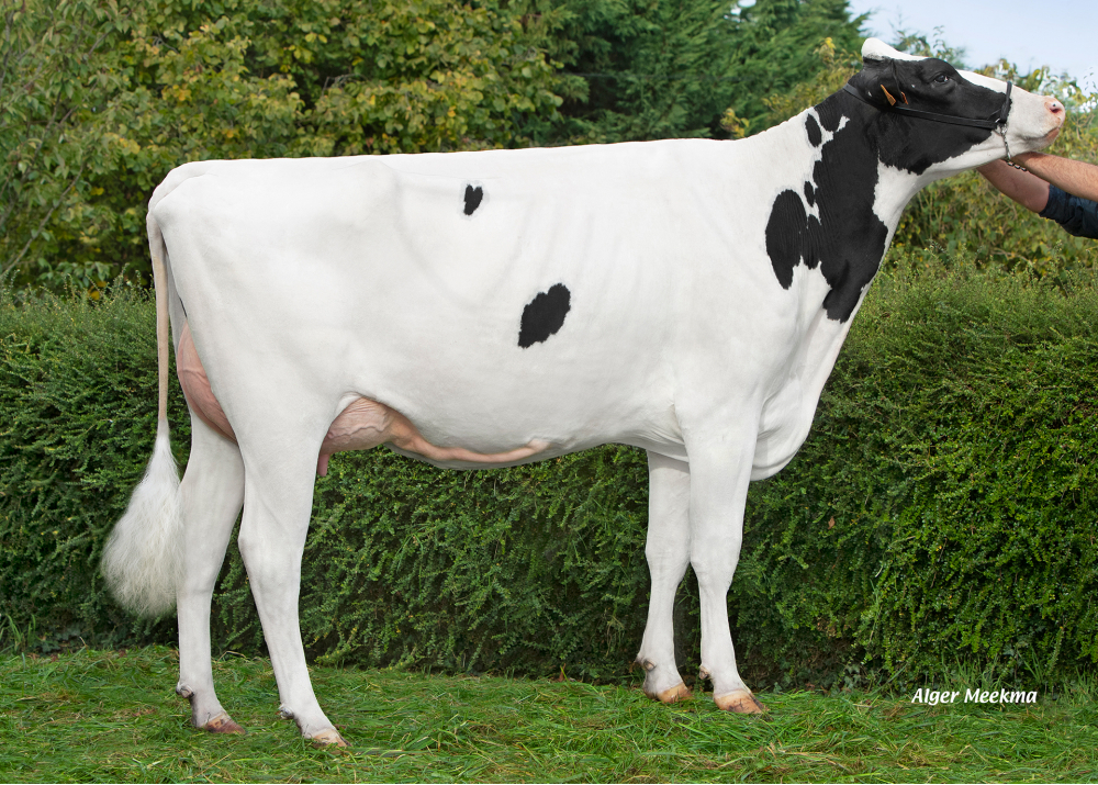 Palejersey, daughter of NEW JERSEY - Owner: SCEA de la Voie Lactée. Chambois (Fr.)