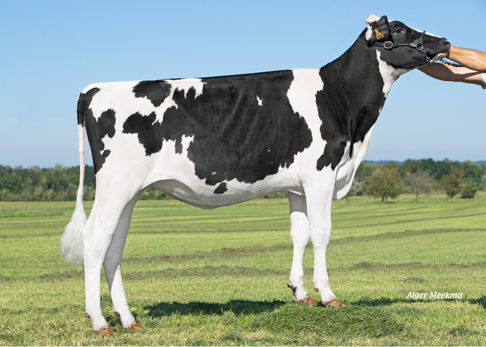Ritzie PGC, hija de OPTIMUM - Prop: EARL Renau-Thiriot. Ceffonds (Fr.)